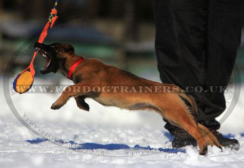 Belgian Malinois Training with a Soft Small Stuffed Dog Toy